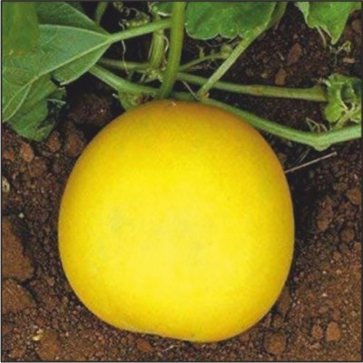 IMP YELLOW ROUND